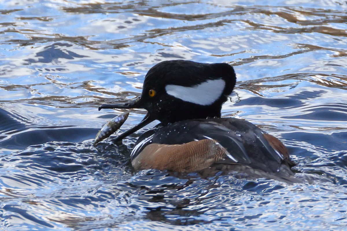 Hooded Merganser - John Alexander