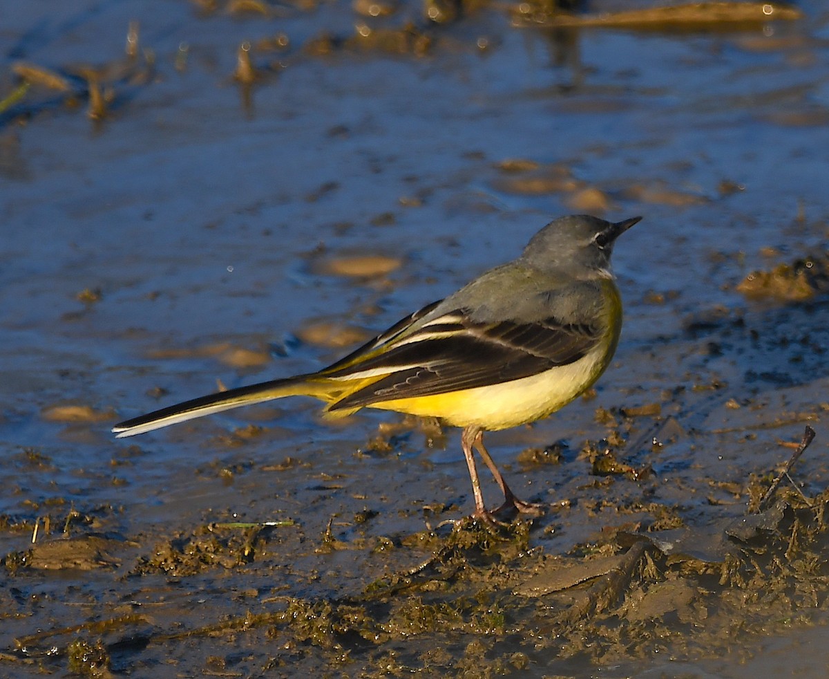 Gray Wagtail - ML613864677