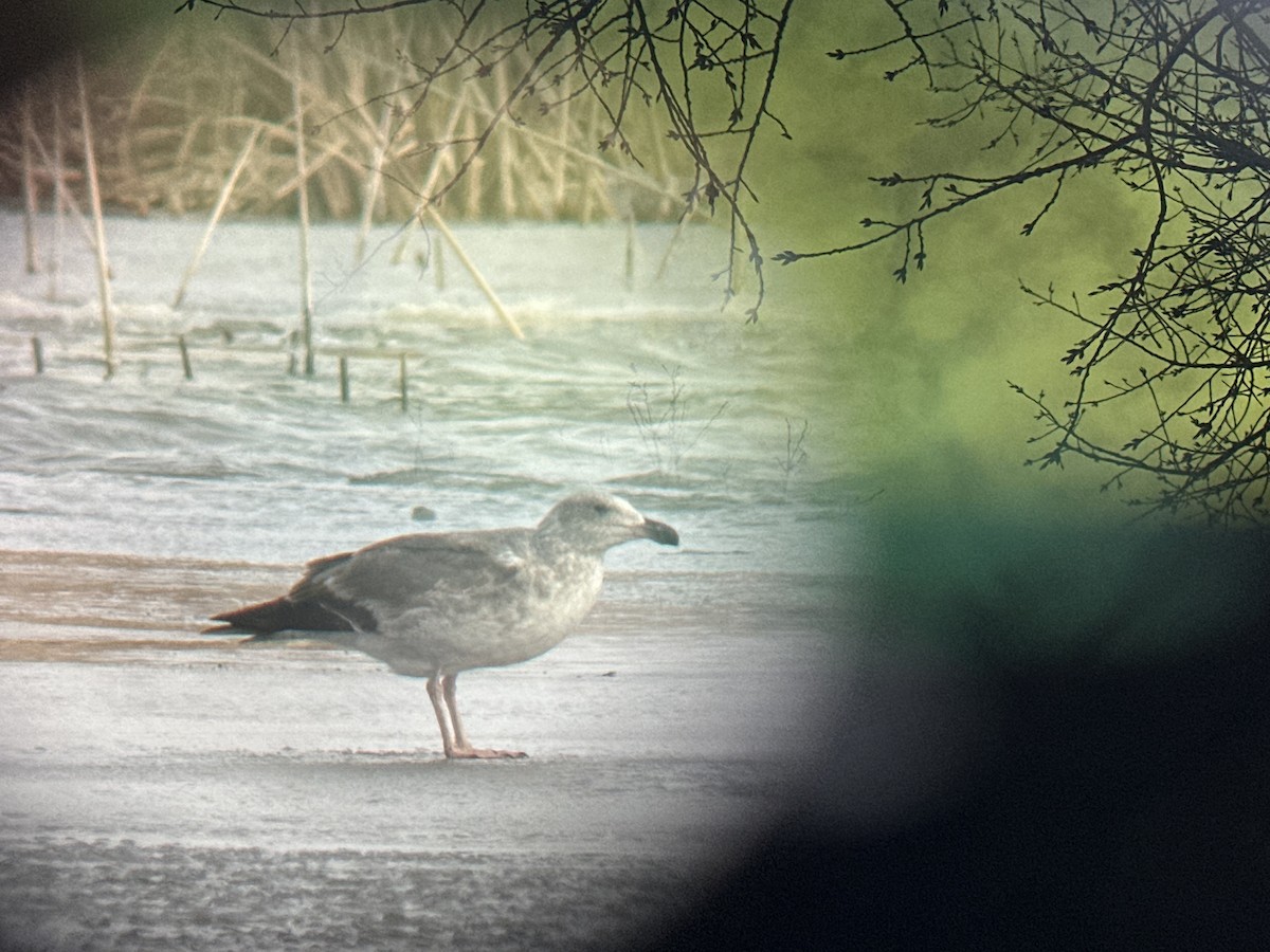 Yellow-footed Gull - Jay Packer