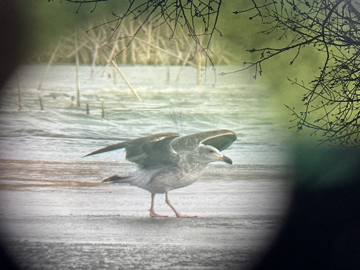 Yellow-footed Gull - ML613864709