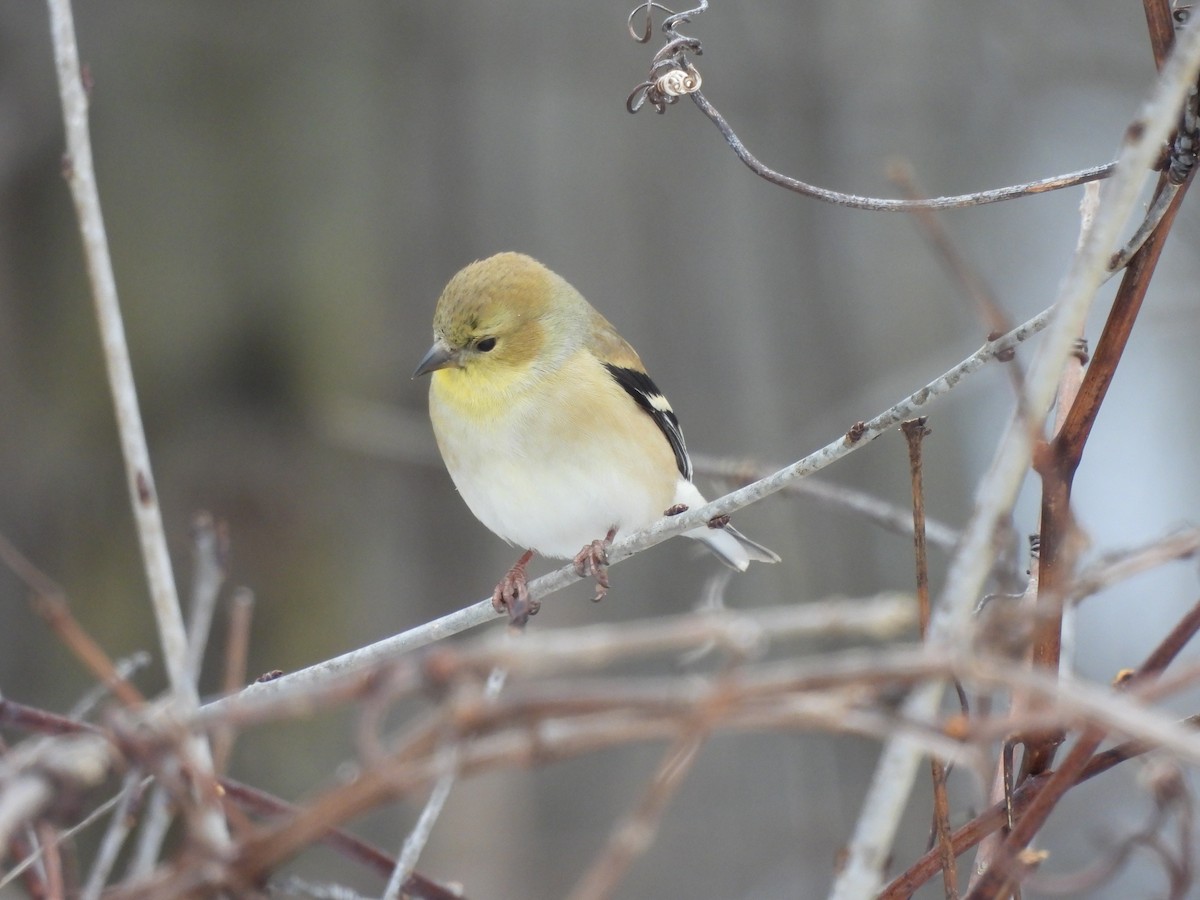 American Goldfinch - ML613864742