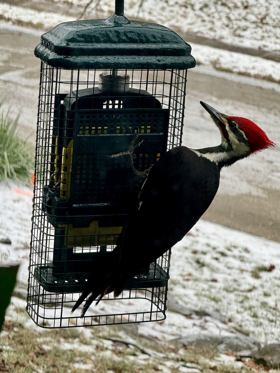 Pileated Woodpecker - Andrew Kinslow