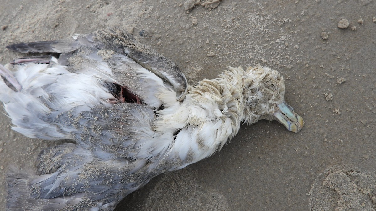 Northern Fulmar - ML613864782