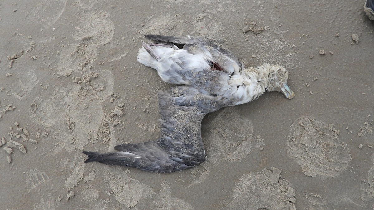 Northern Fulmar - ML613864783