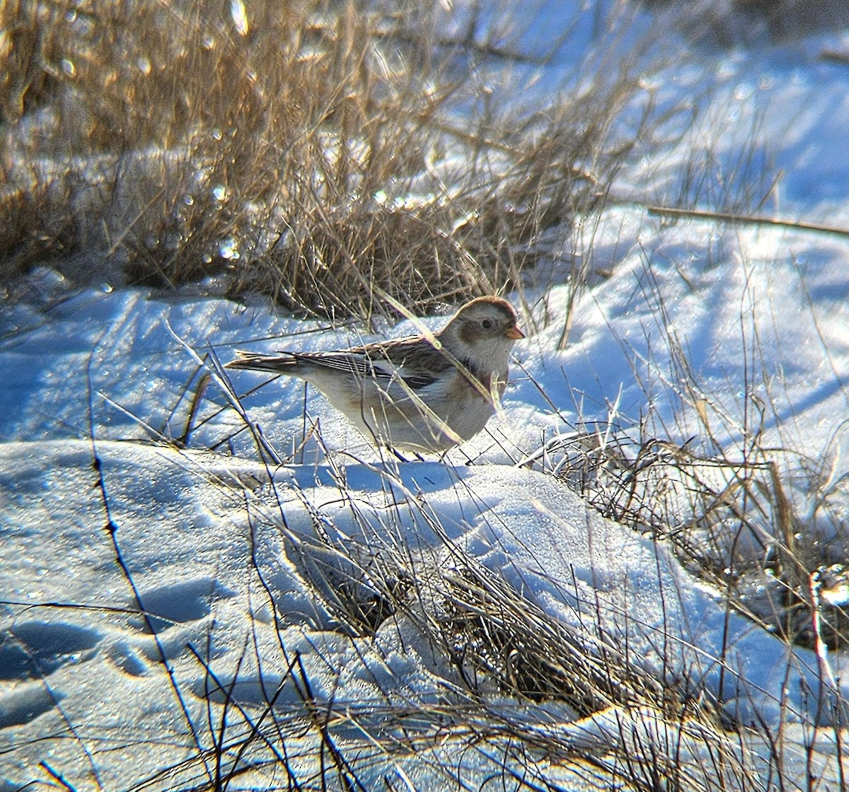 Snow Bunting - ML613864902