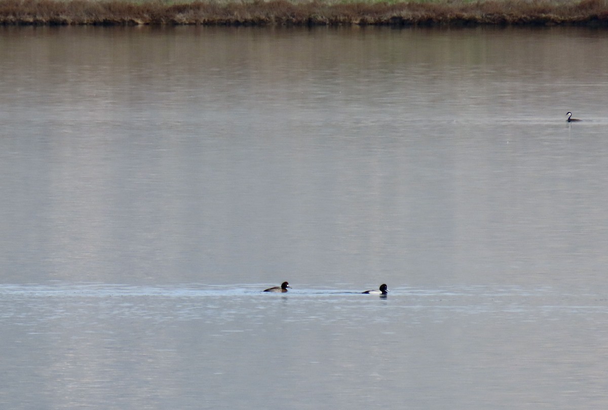 Greater Scaup - ML613864911