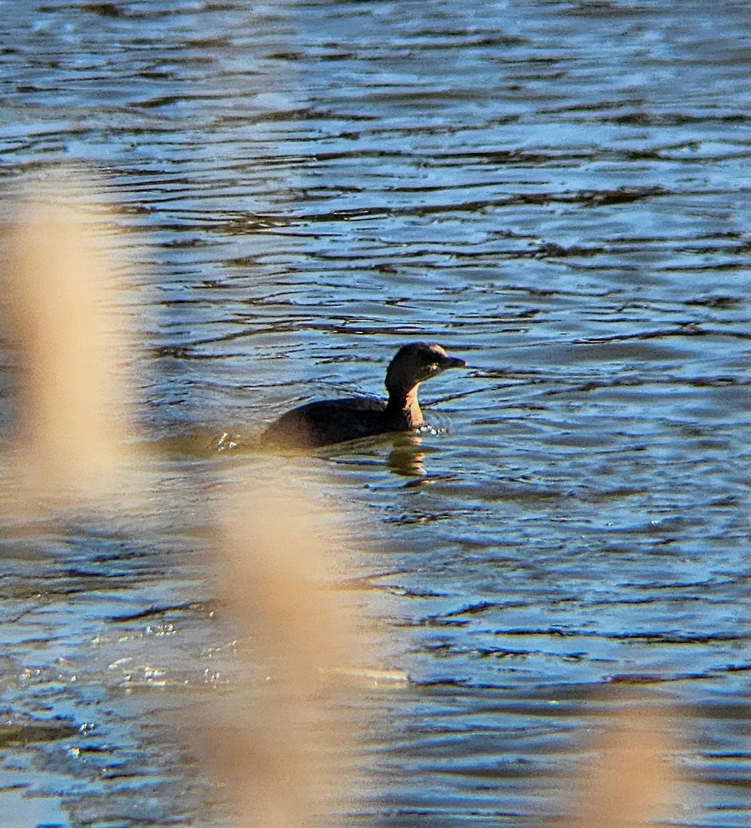 Pied-billed Grebe - ML613864925