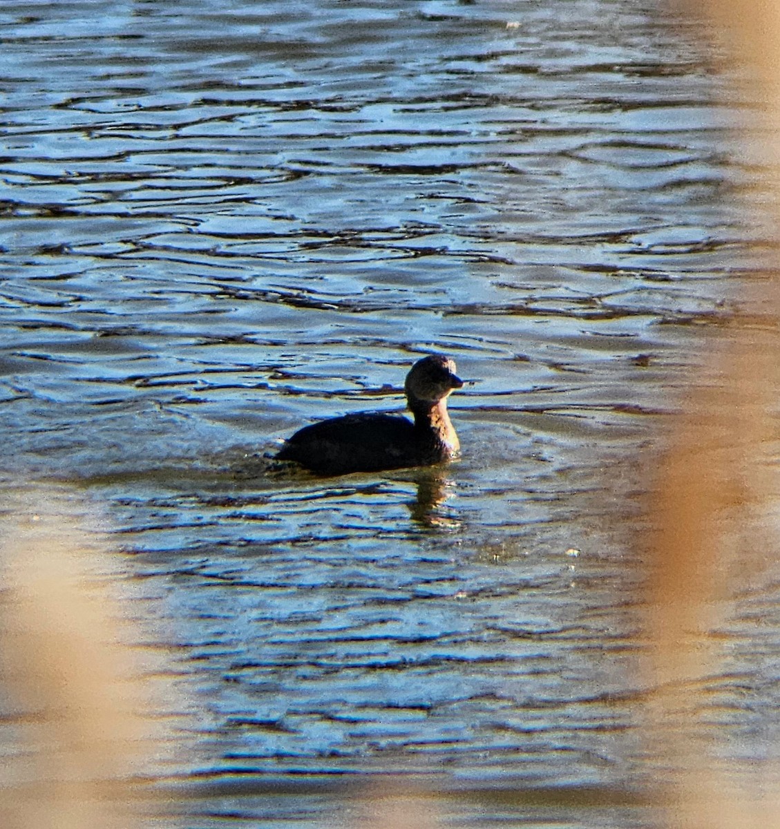 Pied-billed Grebe - ML613864929