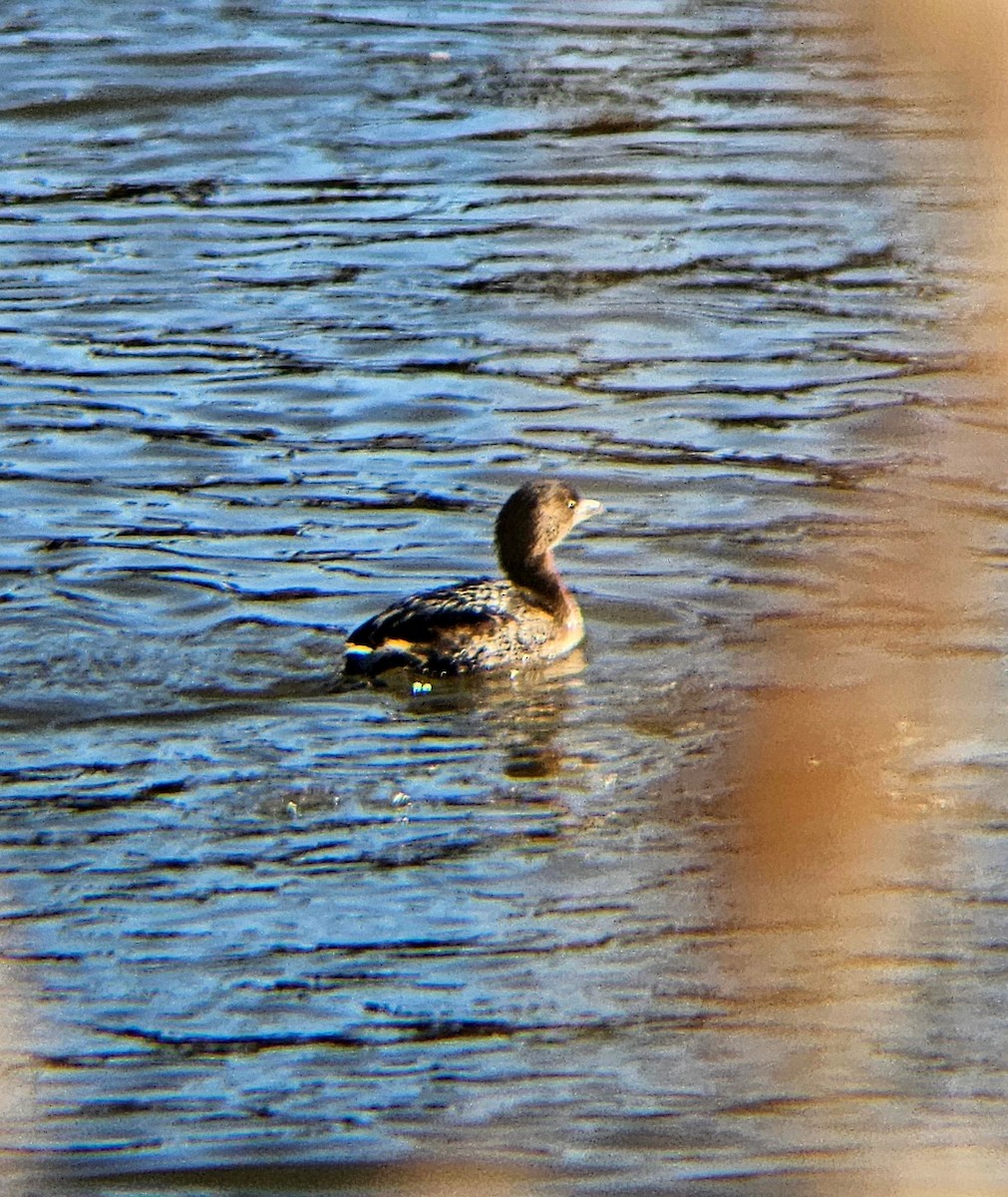 Pied-billed Grebe - ML613864930