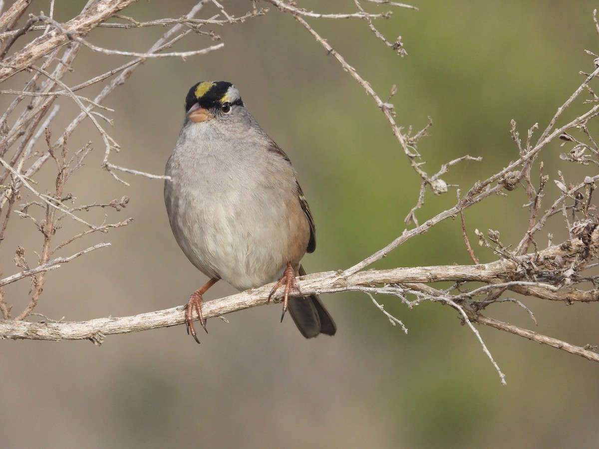 White-crowned x Golden-crowned Sparrow (hybrid) - ML613864936