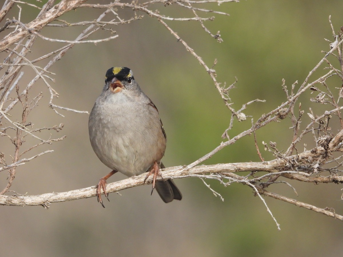 White-crowned x Golden-crowned Sparrow (hybrid) - ML613864946