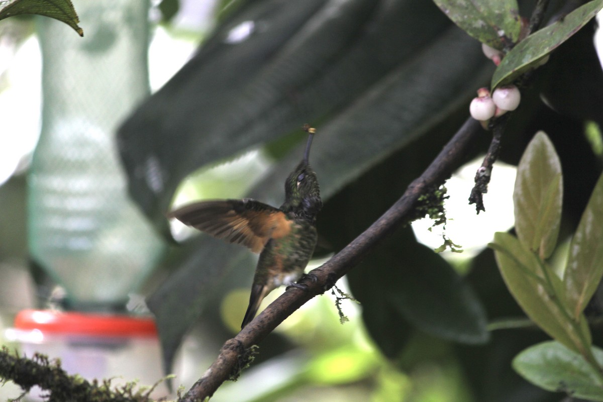 kolibřík žlutoocasý - ML613864979