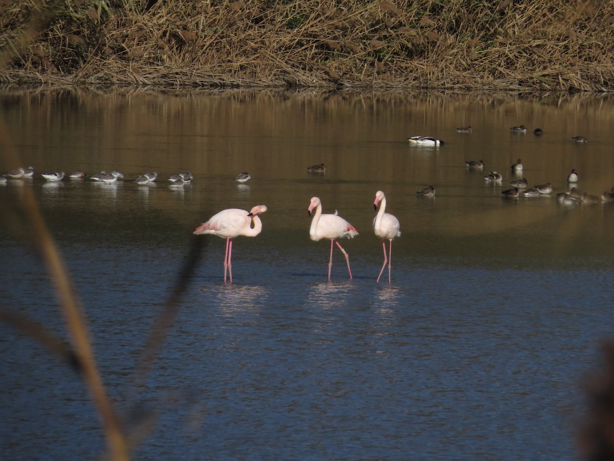 Greater Flamingo - ML613865026