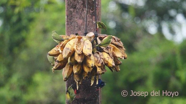 Red-legged Honeycreeper - ML613865047