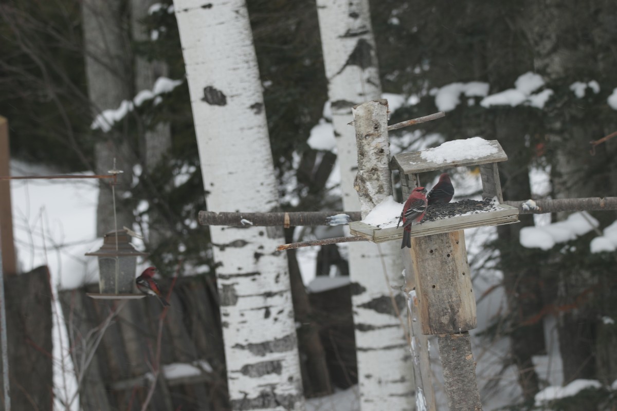 Pine Grosbeak - Joseph Rocheteau