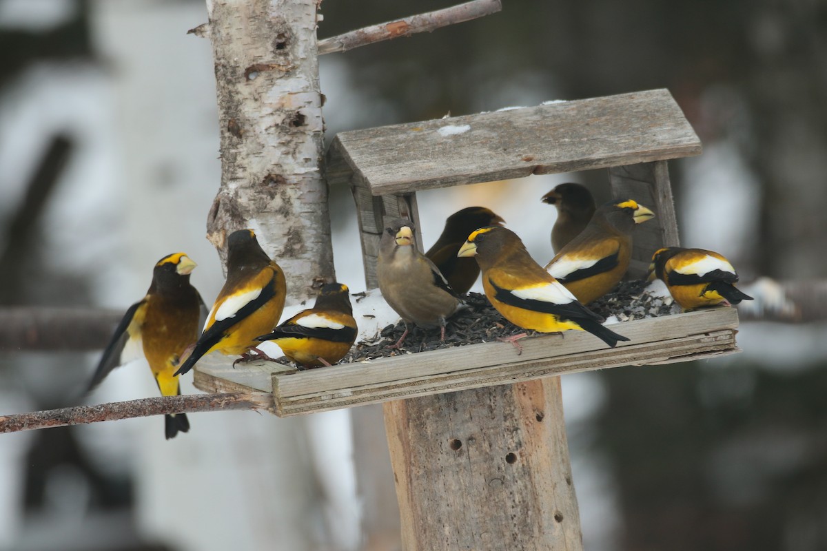 Evening Grosbeak - Joseph Rocheteau