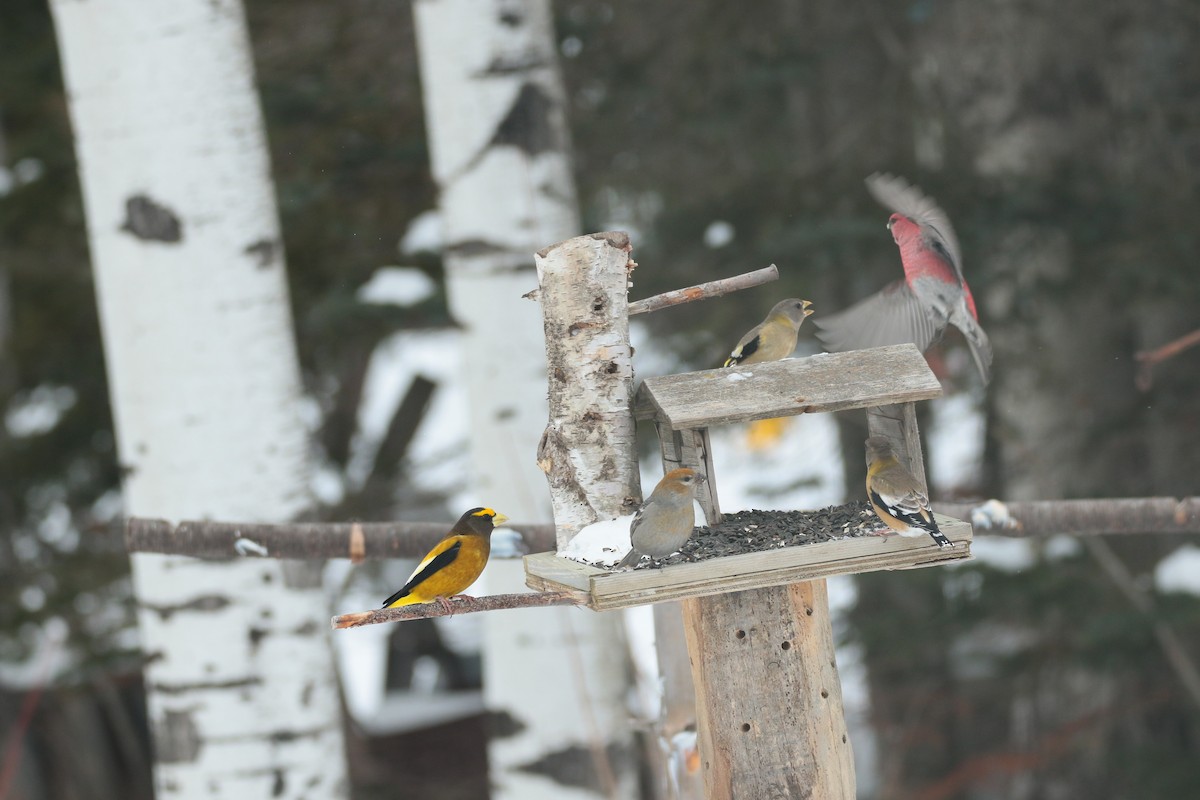Pine Grosbeak - ML613865088