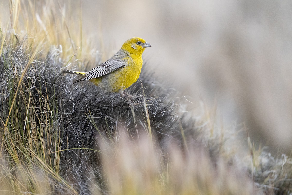 Greater Yellow-Finch - Jérémy Calvo