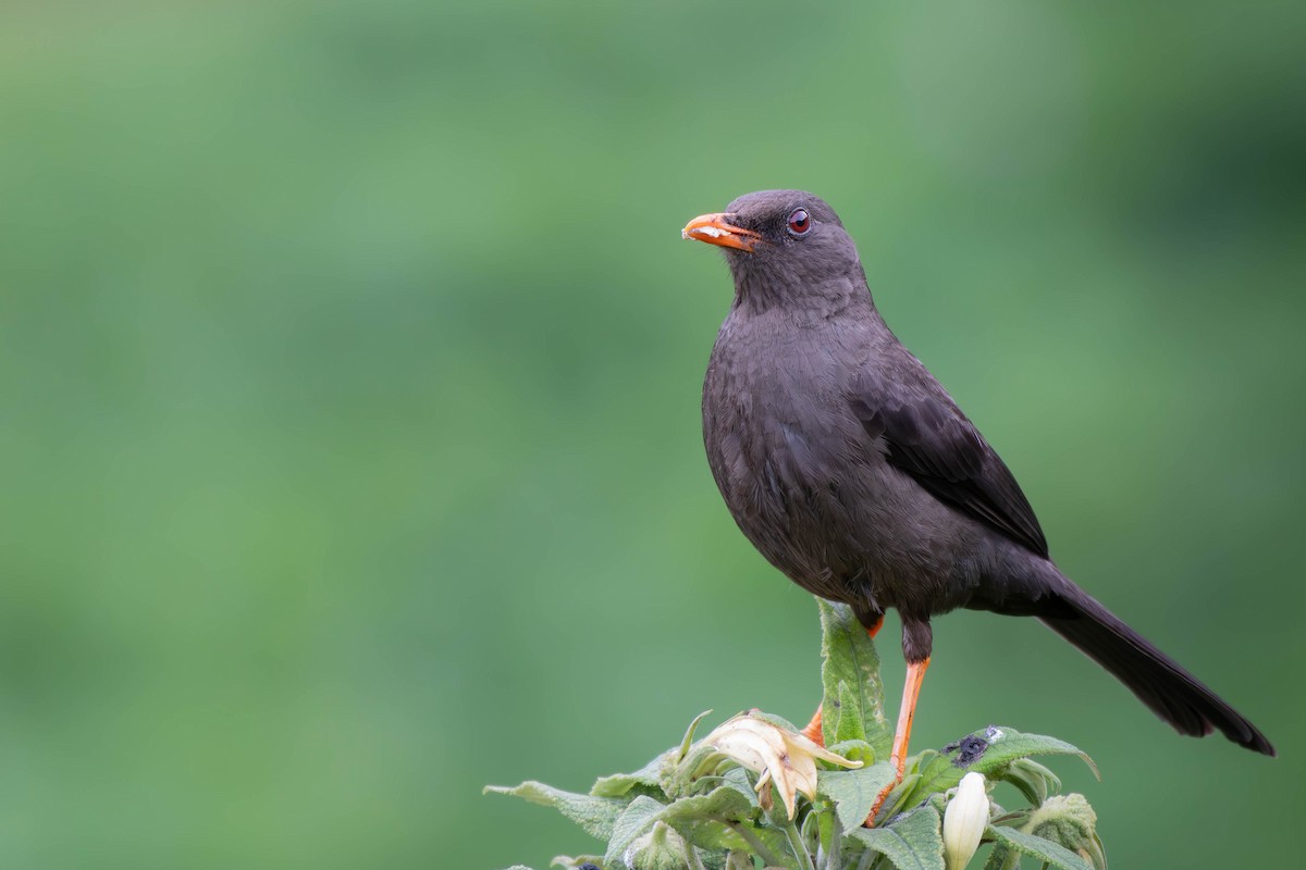 Great Thrush - ML613865136