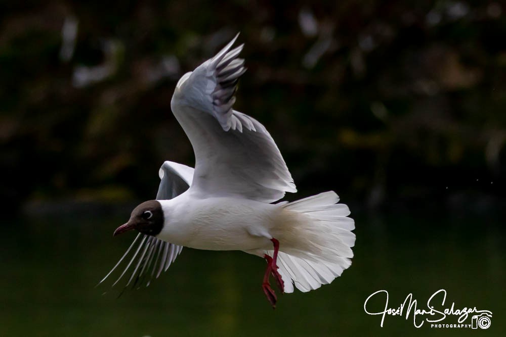 Black-headed Gull - ML613865137