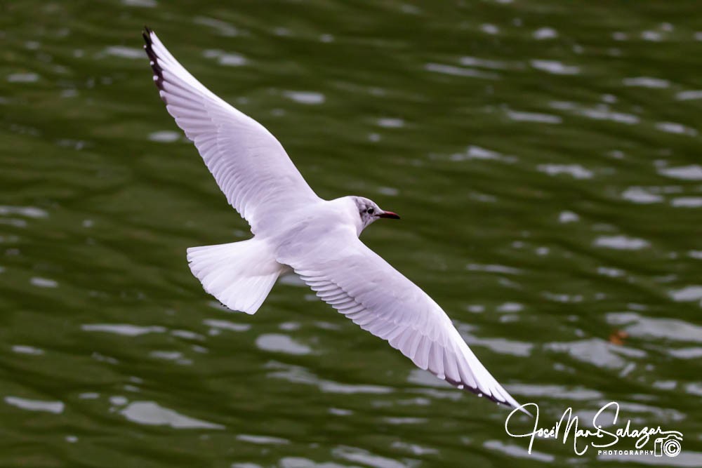 Mouette rieuse - ML613865138