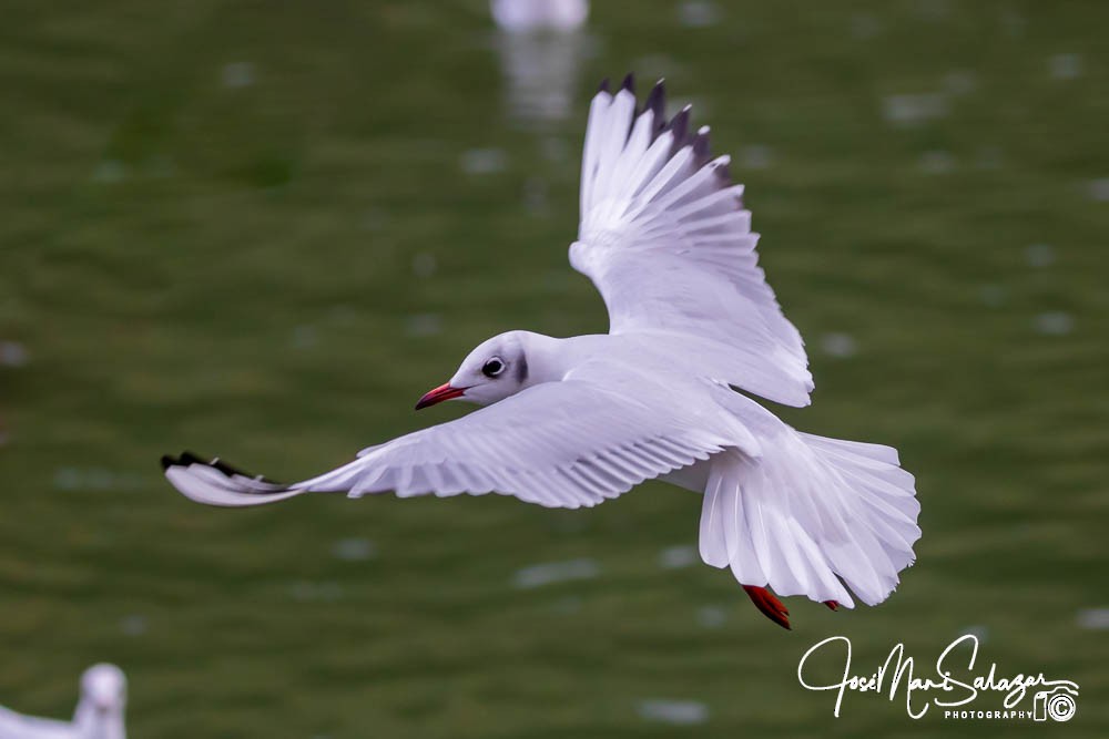Mouette rieuse - ML613865139