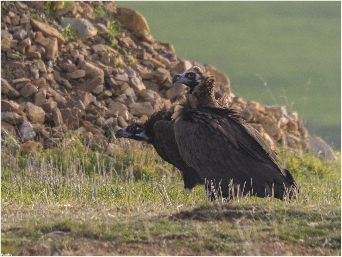 Cinereous Vulture - ML613865205