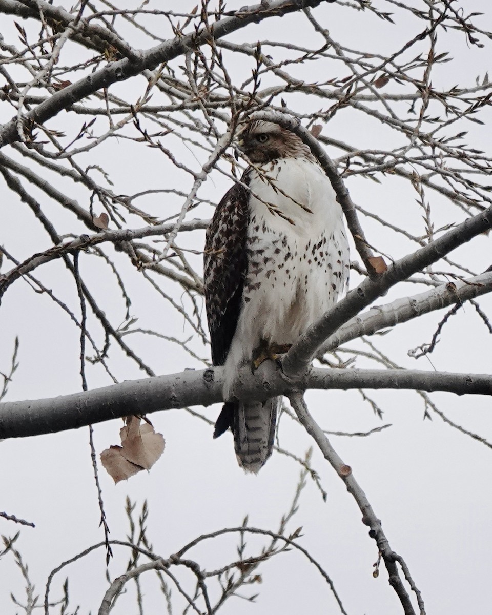 Red-tailed Hawk - ML613865231