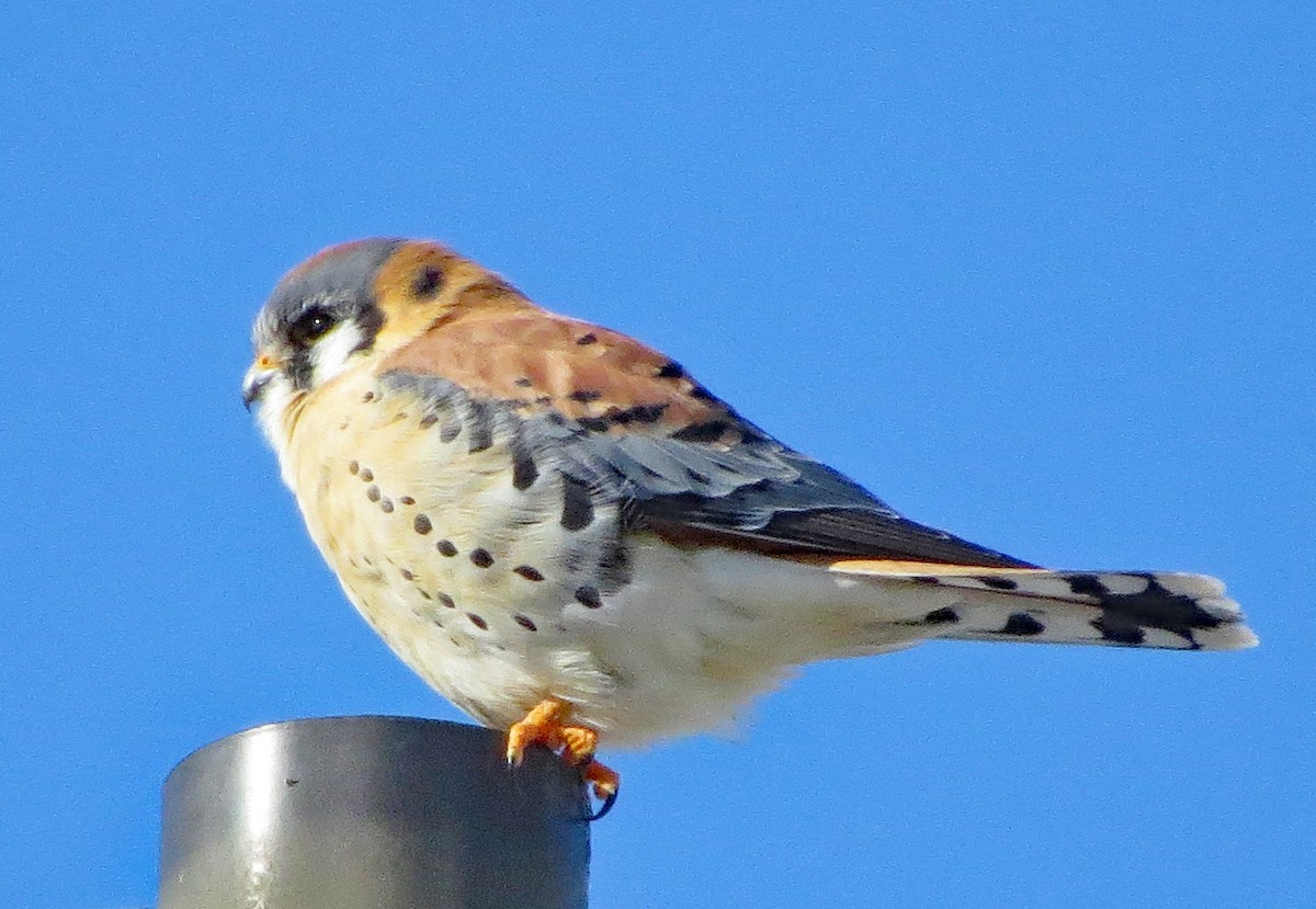 American Kestrel - ML613865237