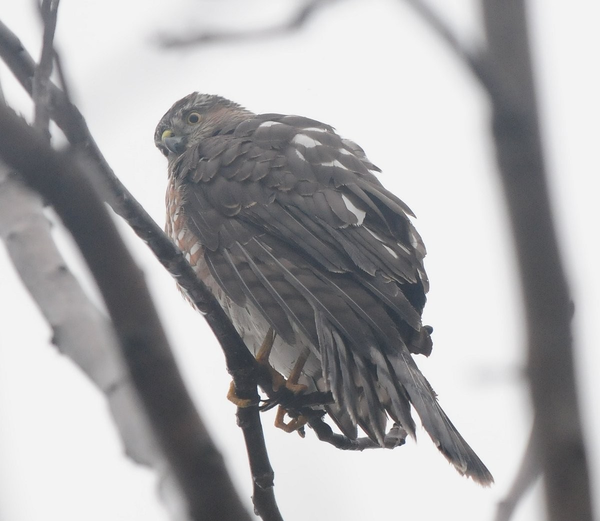 Sharp-shinned Hawk - ML613865250