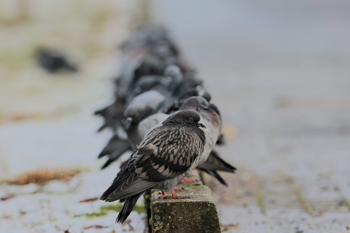 Rock Pigeon (Feral Pigeon) - ML613865262