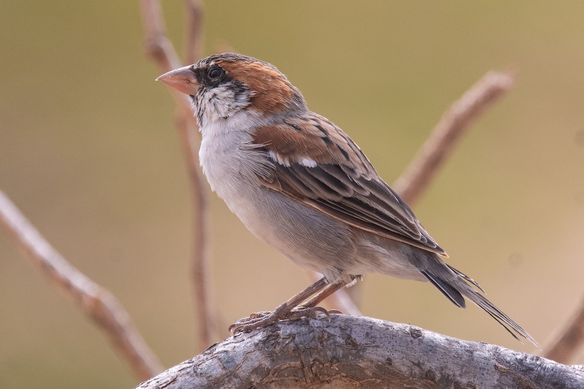 Cape Verde Sparrow - Markus Jacobs