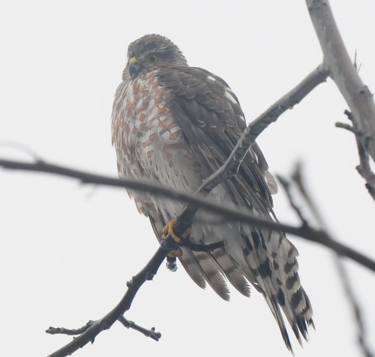 Sharp-shinned Hawk - ML613865360