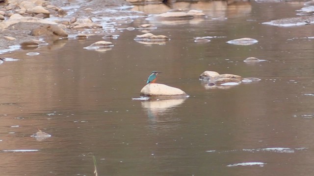 Martin-pêcheur d'Europe - ML613865362