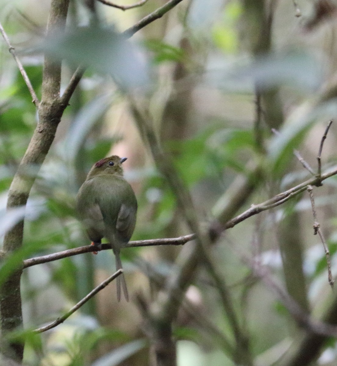 Long-tailed Manakin - ML613865439