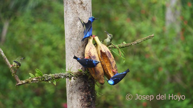 Red-legged Honeycreeper - ML613865446
