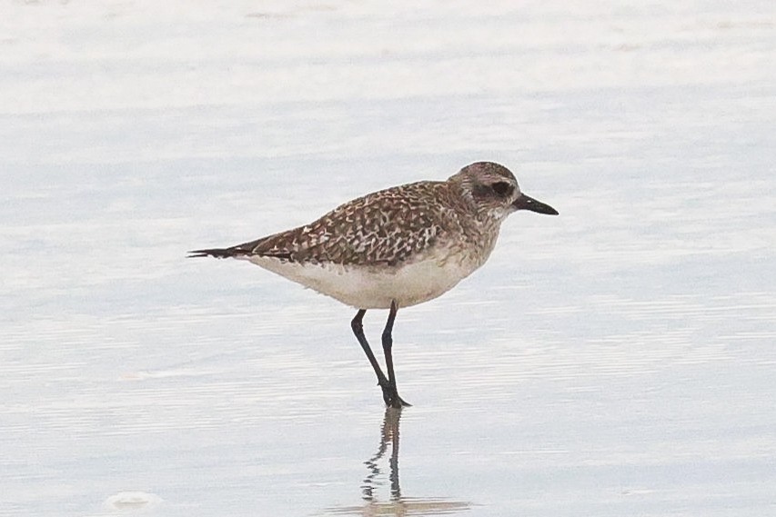 Black-bellied Plover - Glenn Mitchell