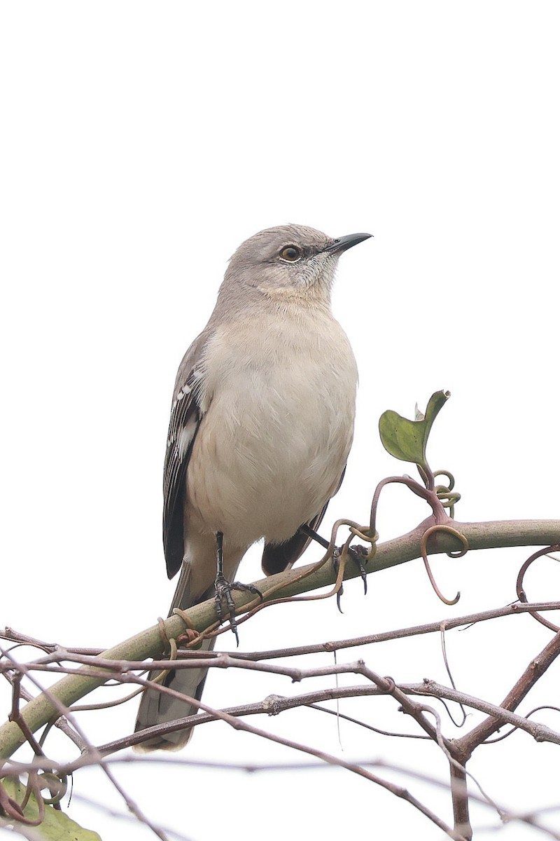 Northern Mockingbird - ML613865472