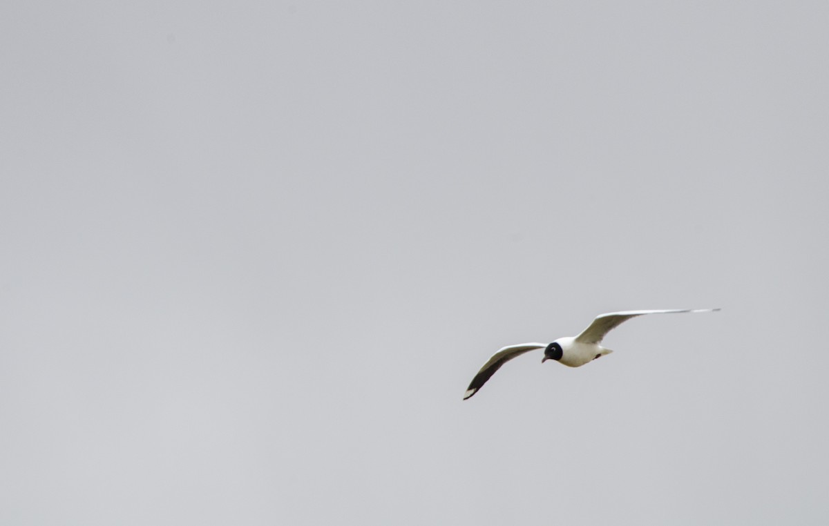 Andean Gull - Maiara Vissoto