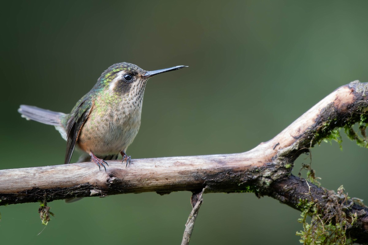 ミミグロハチドリ（melanogenys グループ） - eBird