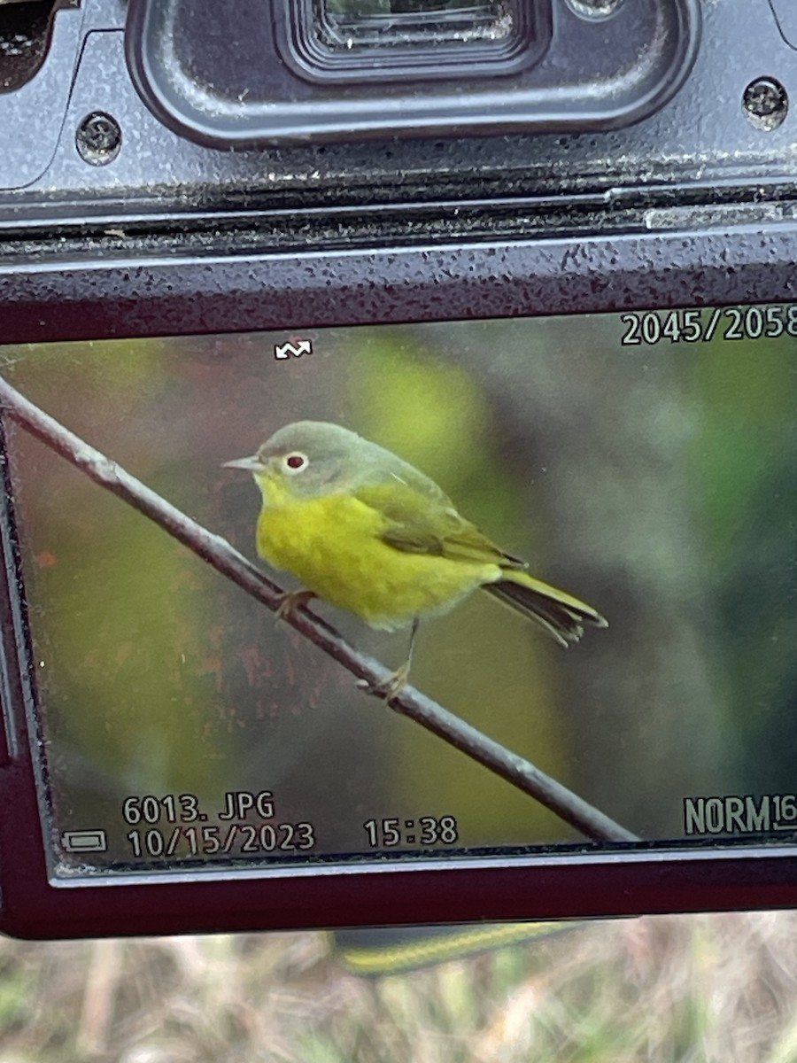 Nashville Warbler - ML613865562