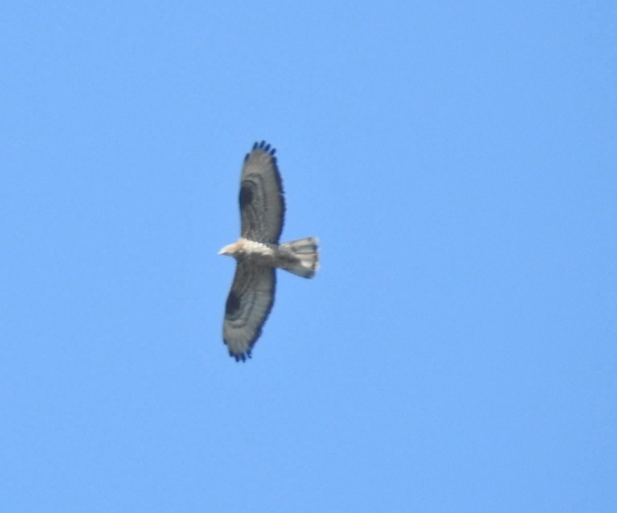 European Honey-buzzard - ML613865592