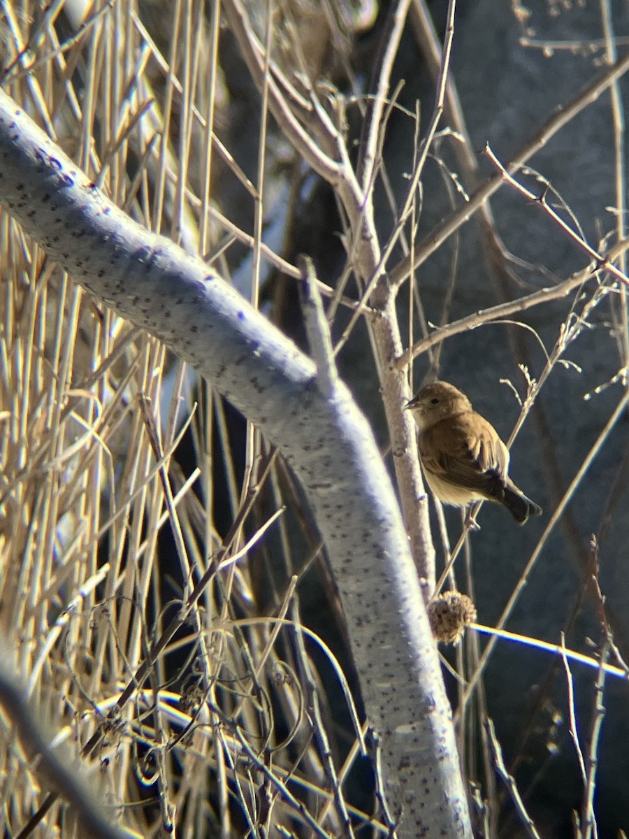 Indigo Bunting - ML613865610