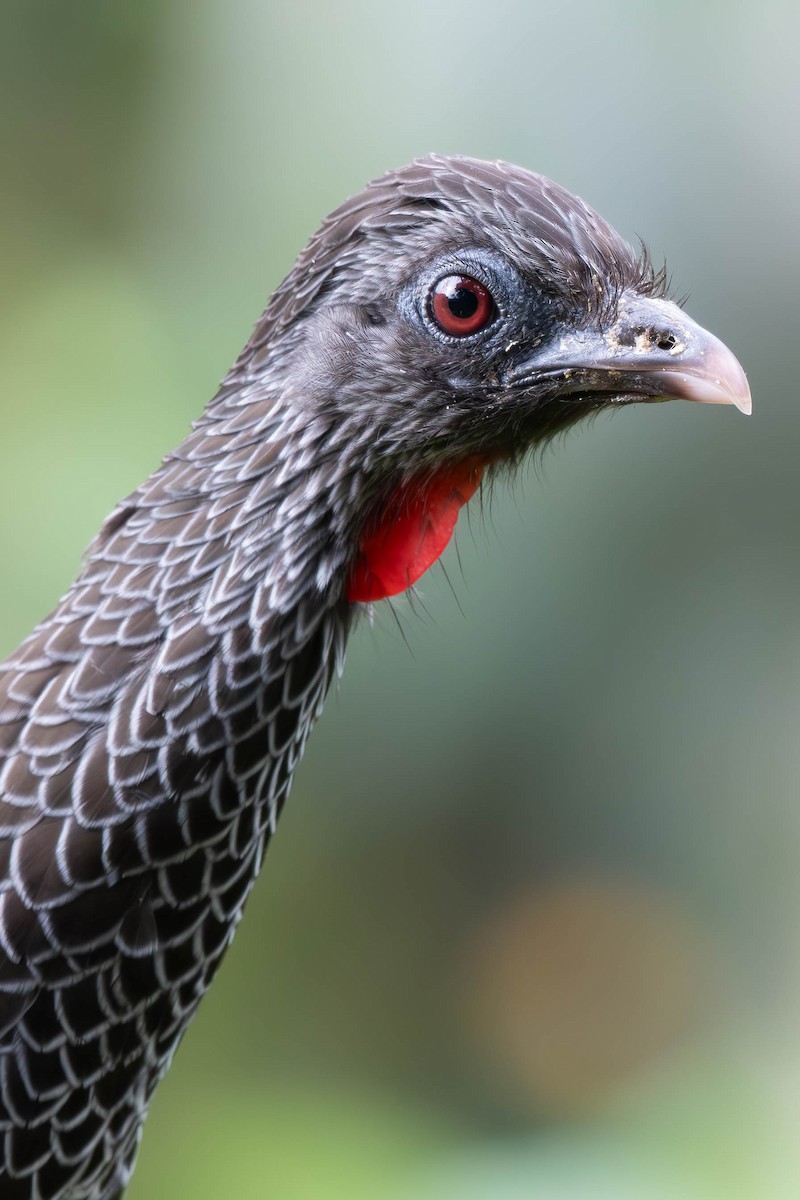 Andean Guan - ML613865614