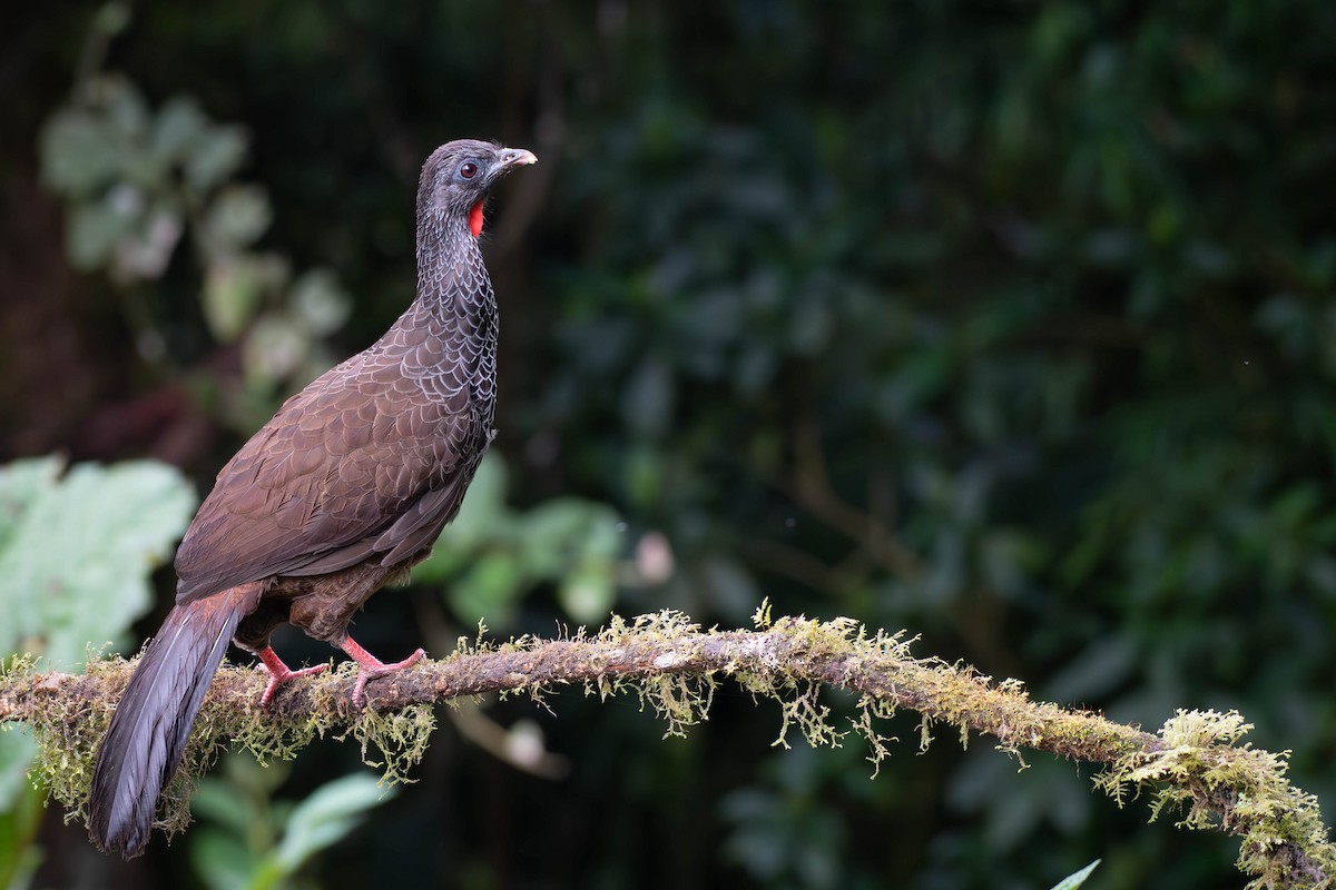 Andean Guan - ML613865615