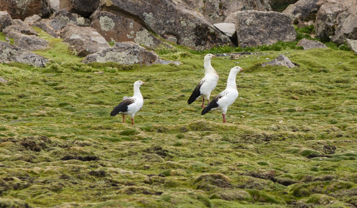 Andean Goose - Maiara Vissoto