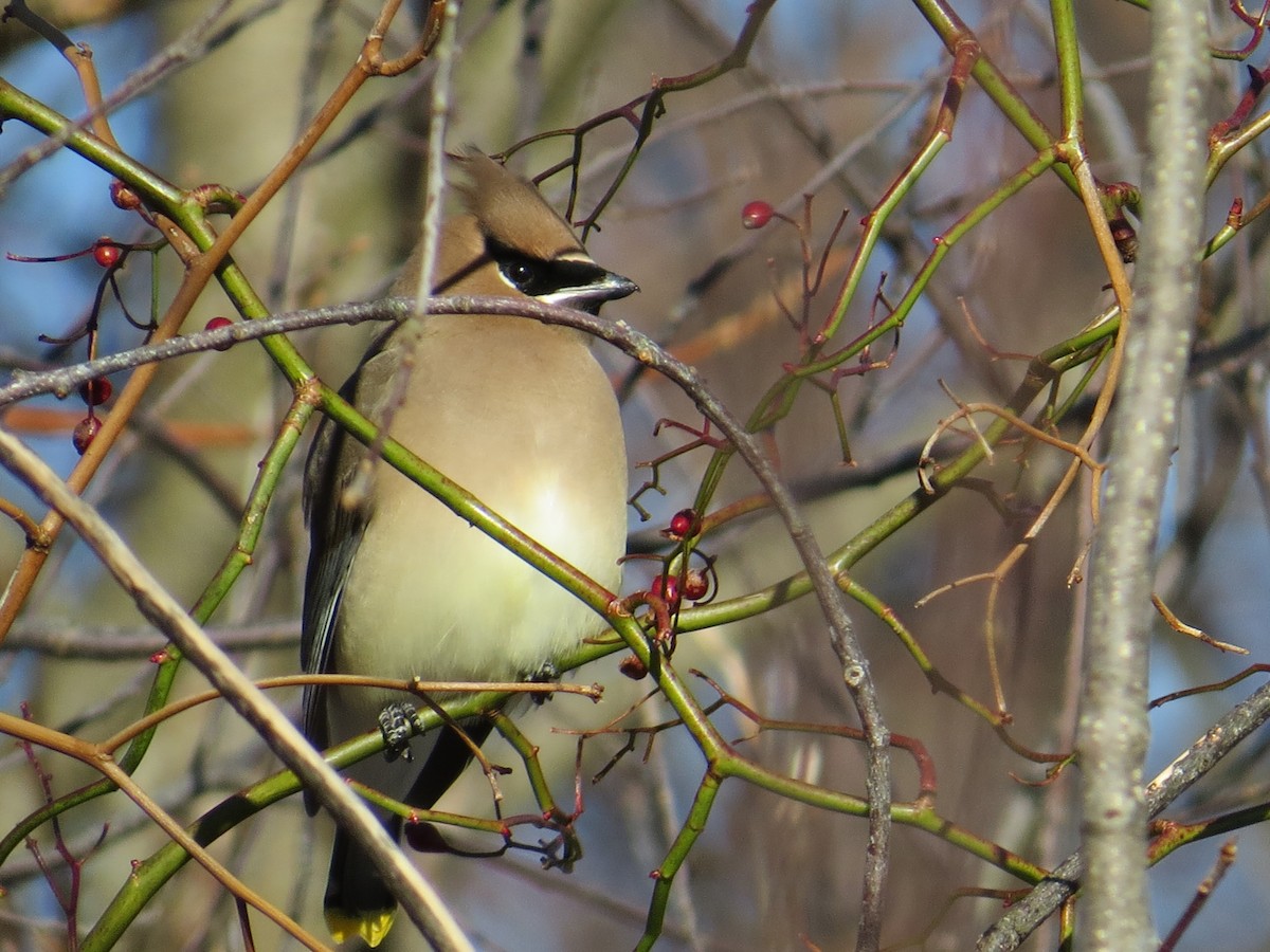 Cedar Waxwing - Howard Williams