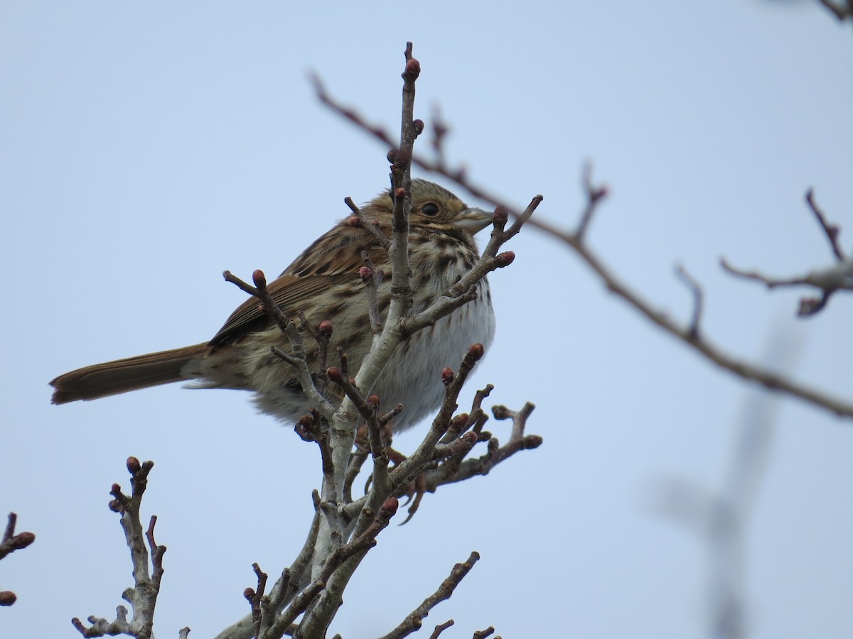 Song Sparrow - ML613865701