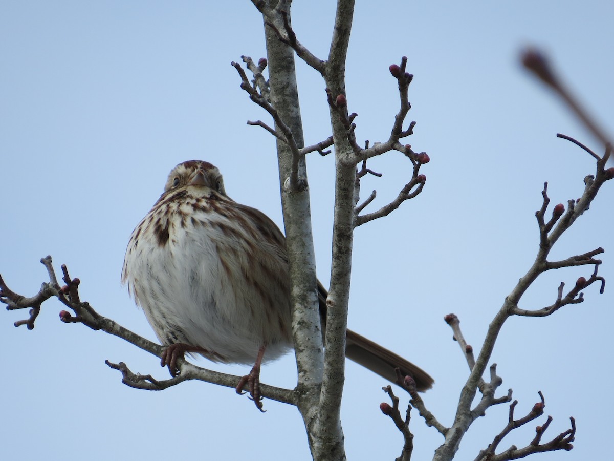 Song Sparrow - ML613865704