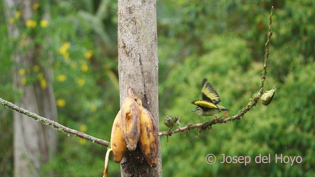Red-legged Honeycreeper - ML613865743